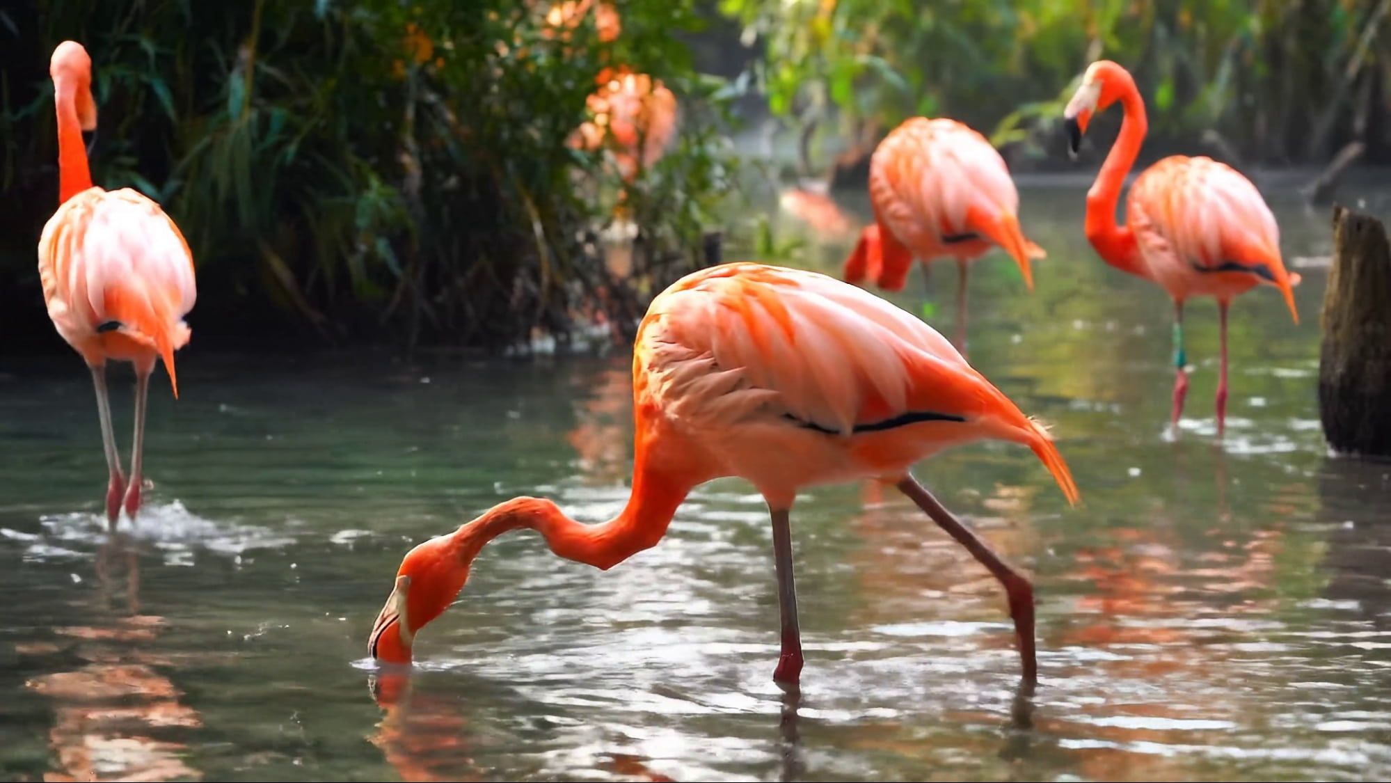 高质量视频生成